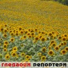 Гледаоци репортери (18. септембар 2011)