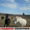 Гледаоци репортери (14. новембар 2011.)