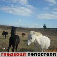 Гледаоци репортери (14. новембар 2011.)