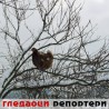 Гледаоци репортери (20. јануар 2012)