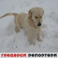 Гледаоци репортери (1. фебруар 2012)