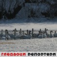 Гледаоци репортери (11. фебруар 2012)