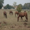 Еко караван: Сви љубичевци
