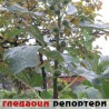Гледаоци репортери (7. октобар 2013)