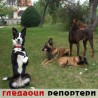 Гледаоци репортери (10. октобар 2013)