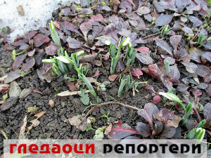 Гледаоци репортери (14. јануар 2015)