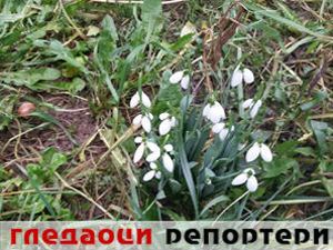 Гледаоци репортери (23. јануар 2015)