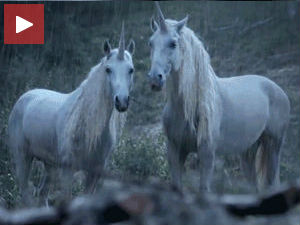 Како су изумрли једнорози
