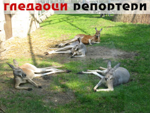 Гледаоци репортери (4. фебруар 2015)