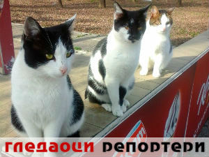 Гледаоци репортери (5. фебруар 2015)