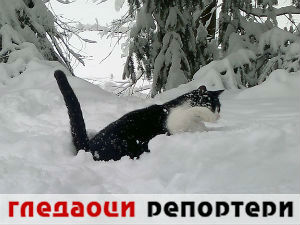  Гледаоци репортери (11. фебруар 2015)