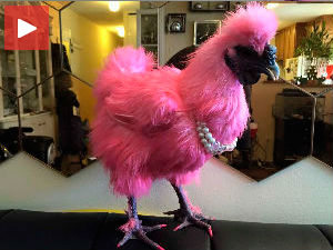 Ревија за куце, маце... и коке!