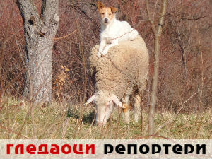 Гледаоци репортери (21. фебруар 2015)