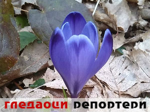 Гледаоци репортери (27. фебруар 2015)