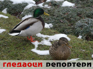 Гледаоци репортери (1. март 2015)