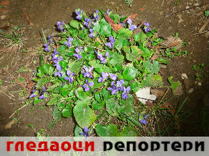 Гледаоци репортери (16. март 2015)