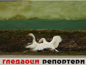 Гледаоци репортери (17. март 2015)