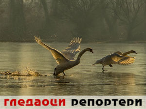 Гледаоци репортери (20. март 2015)