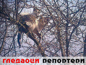 Гледаоци репортери (26. март 2015)