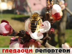 Гледаоци репортери (30. март 2015)