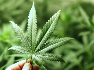 Прве званичне потврде корисности марихуане по здравље?