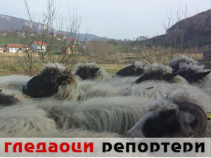 Гледаоци репортери (13. април 2015)