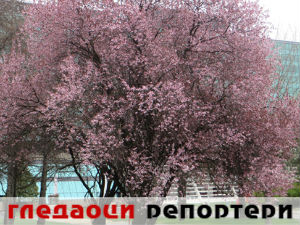 Гледаоци репортери (20. април 2015)