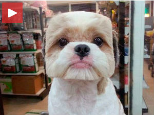 Новa „раса“ са Тајвана – четвртастоглави пси!