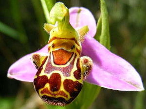 Најнеобичније из природе као украс куће