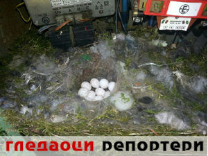 Гледаоци репортери (9. мај 2015)