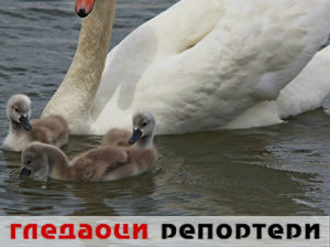 Гледаоци репортери (27. мај 2015)