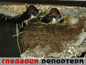 Гледаоци репортери (8. јун 2015)