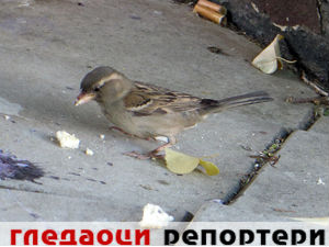 Гледаоци репортери (11. јун 2015)