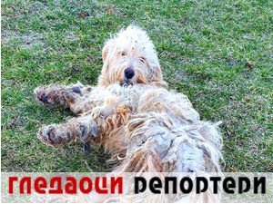 Гледаоци репортери (24. јануар 2021)