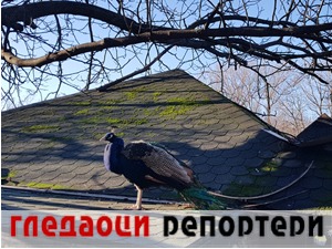 Гледаоци репортери (29. јануар 2021)