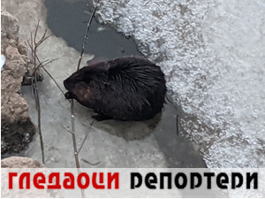 Гледаоци репортери (2. фебруар 2021)