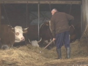 Сточари незадовољни због кашњења субвенција, шта кажу у Управи за аграрна плаћања