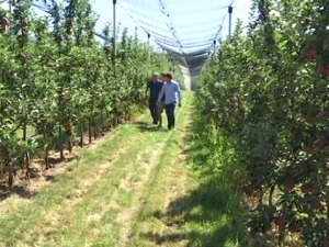 Са плантаже Јокића пет врста јабука светског квалитета 