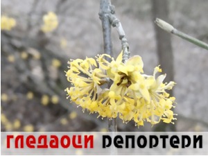 Гледаоци репортери (14. март 2021)