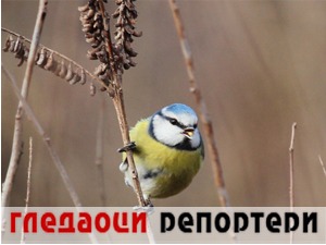 Гледаоци репортери (24. март 2021)