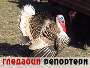 Гледаоци репортери (2. април 2021)