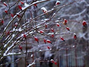 Зимско јутро у Србији, али поподне осетна промена