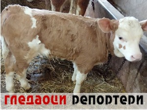 Гледаоци репортери (12. април 2021)