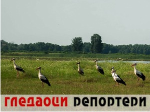 Гледаоци репортери (17. април 2021)