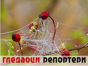 Гледаоци репортери (18. април 2021)