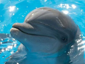 Делфин Берни