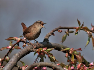 Гласне жице