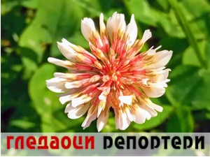 Гледаоци репортери (22. мај 2021)