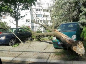 Јак ветар оборио стабло у Београду, оштећена два аутомобила