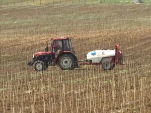 Пандемија је утицала на продају, али винарија у околини Врања планира нова улагања